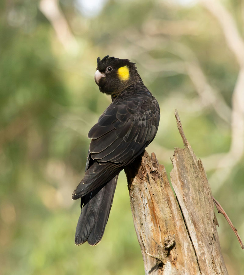 bolton-black-cockatoo-800x900